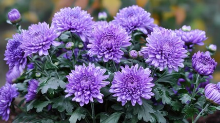 Obraz premium Elegant chrysanthemum for enhancing home and garden aesthetics