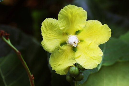 Vagina plant (Dillenia suffruticosa) with yellow flowers