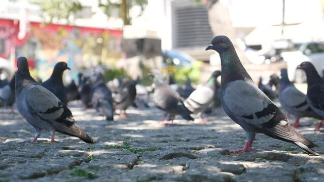 Stock doves with feathered beaks adapt to sharing asphalt with people at events