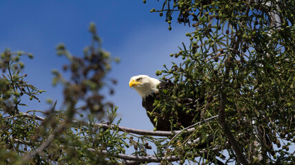 A Bald Eagle looking out against a crow