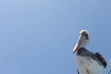 pelican sunning itself on a summer day, blue sky background