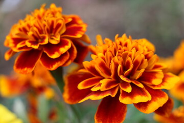 marigold closeup