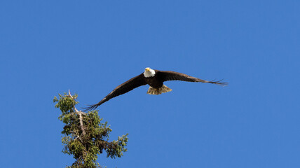 Bald Eagle taking flight
