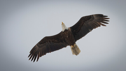 Bald Eagle taking flight