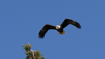 Bald Eagle taking flight