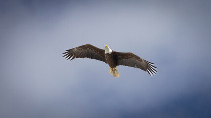 Bald Eagle taking flight