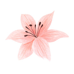 flowers painted with watercolors on white