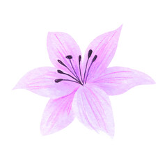 Fototapeta premium flowers painted with watercolors on white