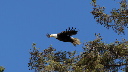 Bald Eagle taking flight