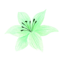 flowers painted with watercolors on white