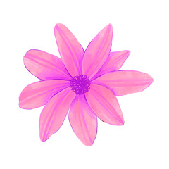 flowers painted with watercolors on white