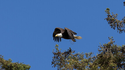 Bald Eagle taking flight