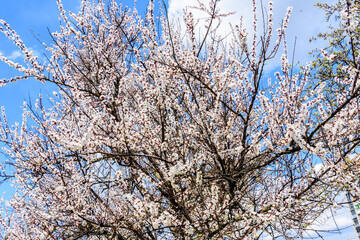 Branches of the blossoming  apricot tree on spring