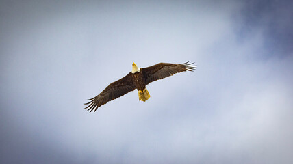 Bald Eagle taking flight