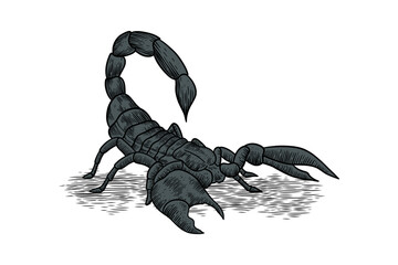 scorpion illustration with color