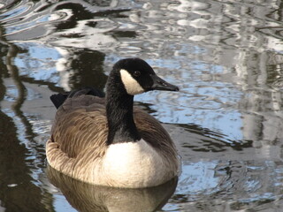 duck in winterlake