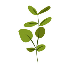 Spring blooming flowers on white background