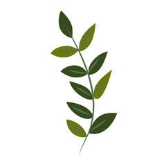 Spring blooming flowers on white background