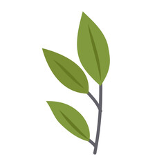 Spring blooming flowers on white background