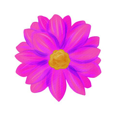 flowers painted with watercolors on white