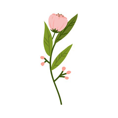 Spring blooming flowers isolated on white background