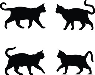 Silhouette of a cat,cat, cute cat