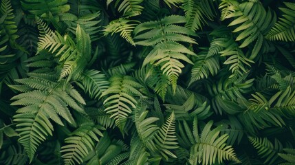 Vibrant leafy green fern background featuring lush foliage and natural patterns in a forest setting