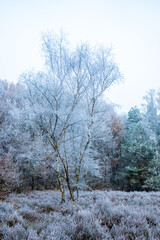 This image presents a solitary birch tree standing out in stark relief against a backdrop of a frost-encased heath. The tree's delicate branches, etched in hoarfrost, reach upwards, creating a dance