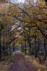 A peaceful autumnal scene, the image displays a pathway meandering through a deciduous forest, flanked by trees adorned with the golden and russet leaves of fall. The overcast sky provides a soft