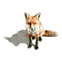 Watercolor illustration of a fox on white background