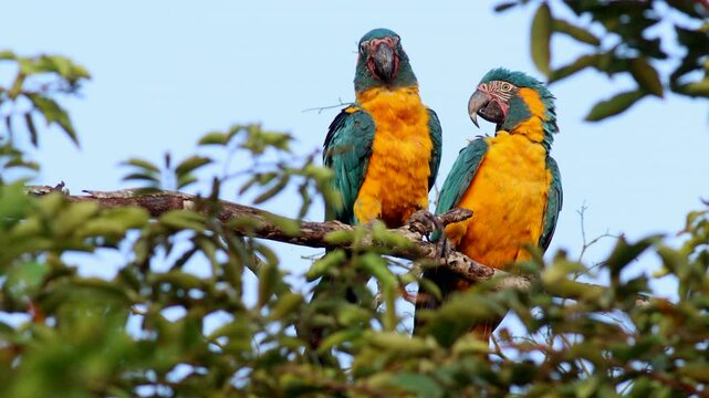 Endangered Blue-throated Macaw pair in tree