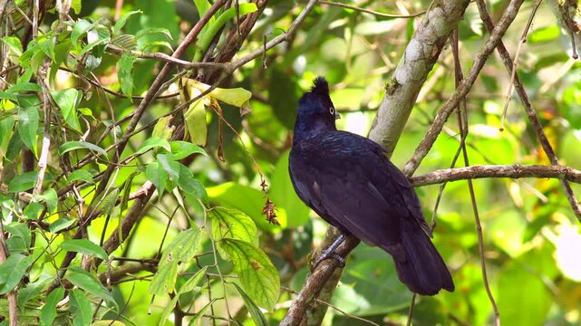 Perched Rainforest Umbrella Bird in cloud forest