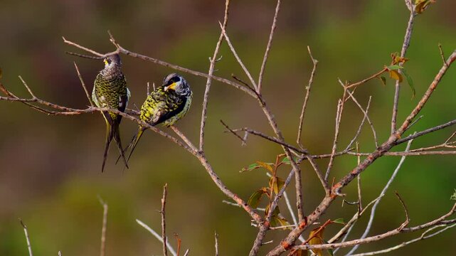 A pair of Swallow-tailed Cotingas preening in a bush in hilly habitat