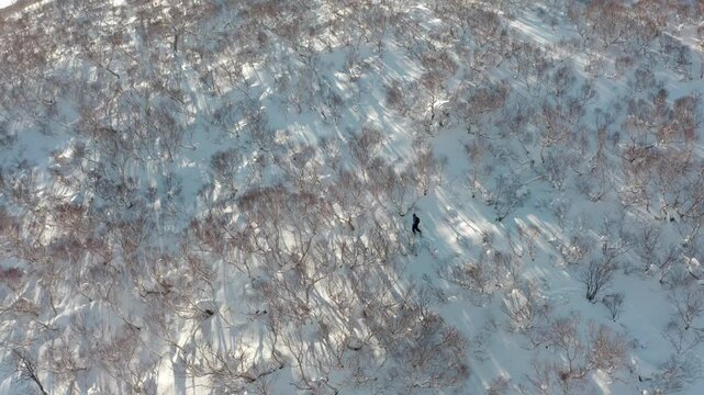 A person with a splitboard in snowy forest in Iwanai, Hokkaido, Japan next to Niseko