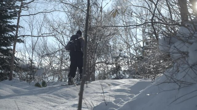 A person splitboarding through a snowy forest in Iwanai, Hokkaido, Japan, during winter