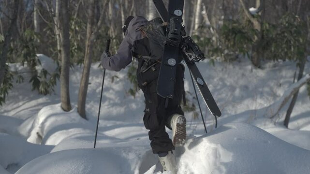 Splitboarder hikes through snowy forest with a splitboard in Hokkaido, Japan's famous Iwanai area