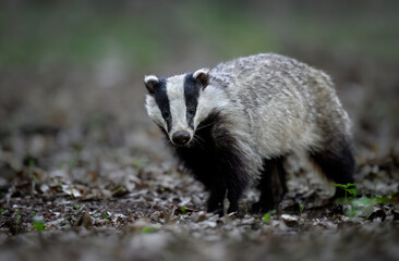 Badger close up ( Meles meles )