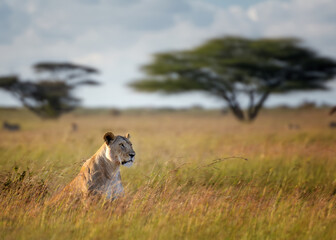 Lion sitting in savannah tall grass on acacia tree background