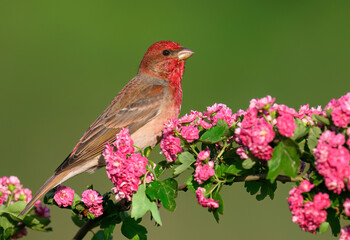 Common rosefinch ( carpodacus erythrinus ) male