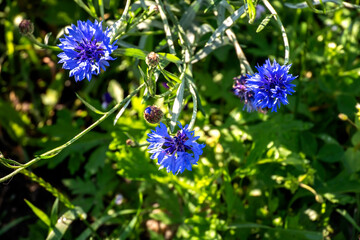 bright fresh blue cornflowers on a blurred background