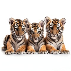 Obraz premium Group of cute tiger cubs on a white background generative AI