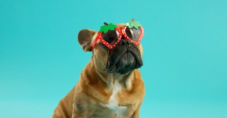 French bulldog, pet and sunglasses in studio for fashion, strawberry and edgy by blue background....