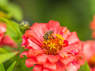A bee collects nectar from Red marigolds flower in the garden in summer close-up.