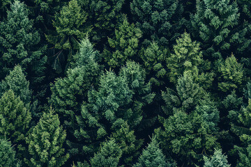 Seamless pattern of dense evergreen forest. Aerial view of a lush, green coniferous forest with closely packed trees