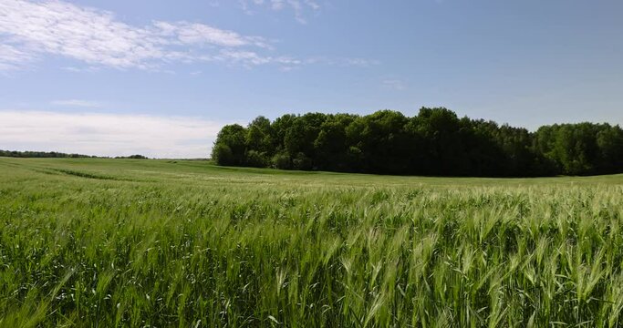 green barley sprouts in spring, a field with green unripe barley in spring in windy weather