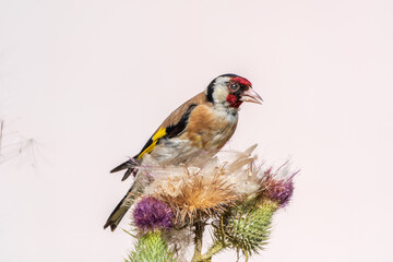 European goldfinch, feeding on the seeds of thistles. Carduelis carduelis.