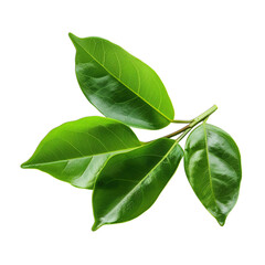 Obraz premium green leaves isolated on white background