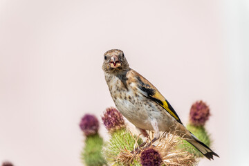 European goldfinch with juvenile plumage, feeding on the seeds of thistles. Carduelis carduelis.