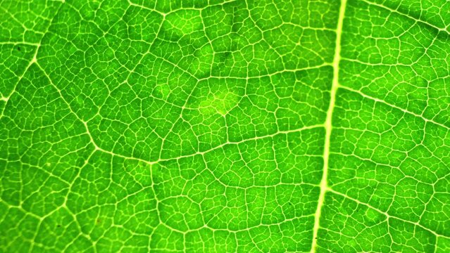 In the intimate gaze upon a leaf, veins become highways of life, light caressing each detail. Dewdrops, nature's delicate touch, adorn its vibrant canvas. Green leaf background.
