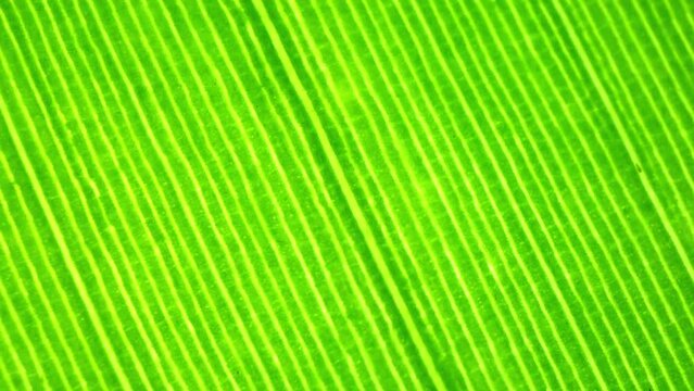 Up close, the vibrant green hues of the banana leaf pop, with intricate vein patterns drawing the eye. Each parallel line enhances the leaf's innate beauty and structure. Green background.
